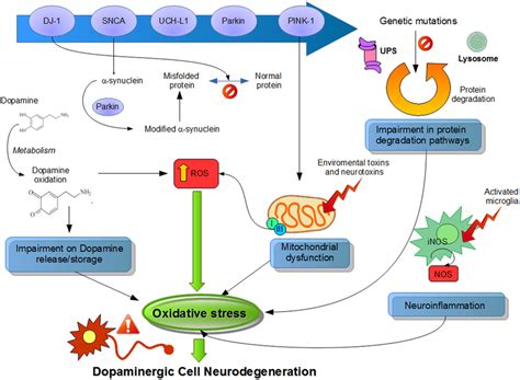 Suggested Physiological Processes Related To Pathogenesis Of