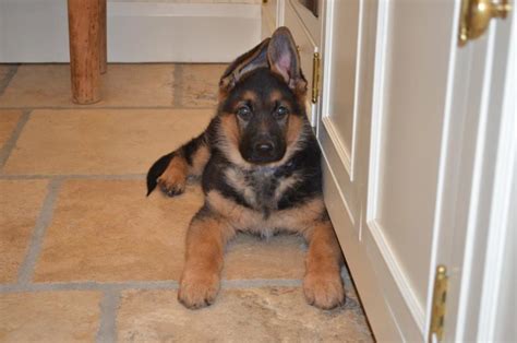 This happens when your puppy is teething. Ear Stages - a pictorial - Page 7 - German Shepherd Dog Forums