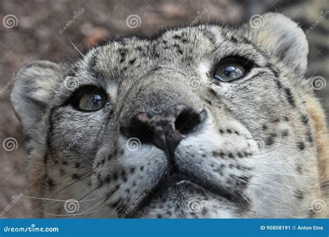 Extreme Close Up Portrait Of Snow Leopard Stock Image Image Of Snow