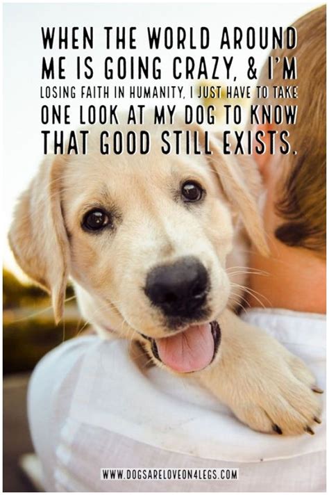 Funny Quotes Dogs Would Say Resolutenessforyou