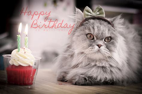 Happy Birthday Images With Kittens💐 — Free Happy Bday Pictures And