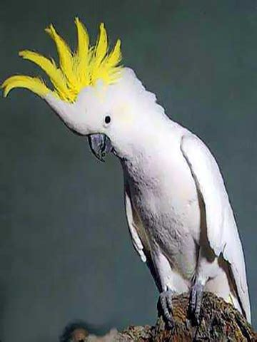 *yuu wrote, burung kakak tua is actually cockatoo in english, but i think old sister bird has a ring to it. Miri4ever.Net: Burung Kakak Tua Yang Pandai