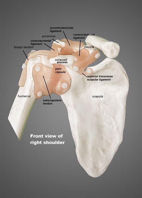 What is the name of a shoulder joint? Shoulder Anatomy Image - Anatomy Drawing Diagram