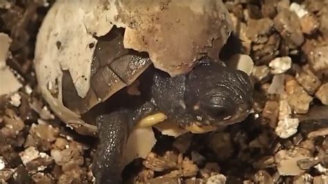 Threatened Blandings Turtles Hatched At Toronto Zoo Ctv News