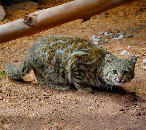 Rare Andean Mountain Cat Wild Cat Species Rare Cats Cats