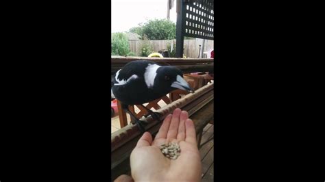 Jul 02, 2021 · jadon sancho: Chatting with a magpie - YouTube