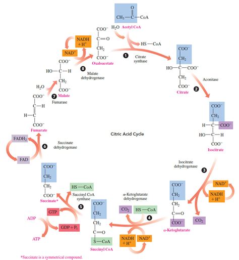 Citric Acid Cycle Diagram Slideshare