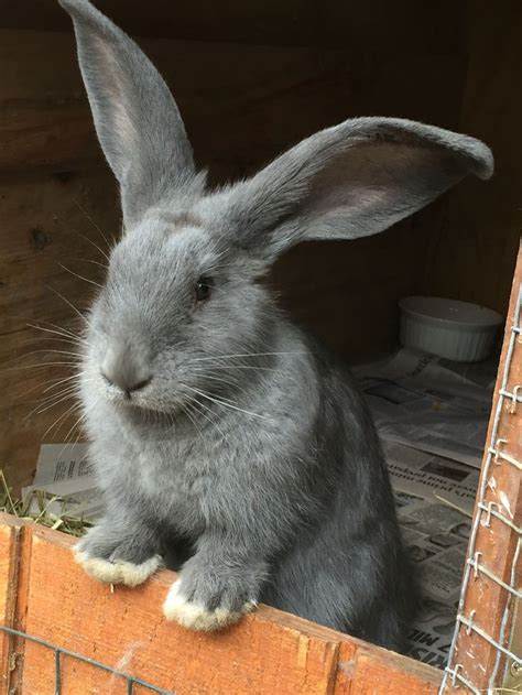 Flemish Giant Rabbit Breeders In Vermont Our Lovely Rabbits