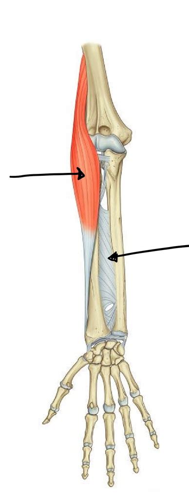 Forearm Muscles Posterior Superficial 1 Diagram Quizlet