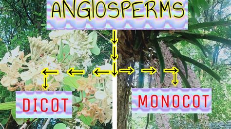 Angiosperms Class 11 Biology Youtube