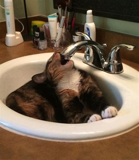 30 Of The Funniest Cat Pics Of All Time