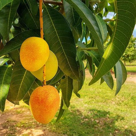 Buy Mango Tree Live Fruit Tree In A 3 Gallon Pot Manera Indica