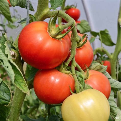 Tomato Fantastico — Green Acres Nursery And Supply