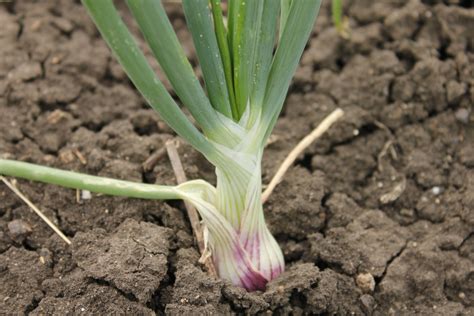 Necrosis begins at leaf tips and moves downward; Life at Dharwad: Onion plant and flowers