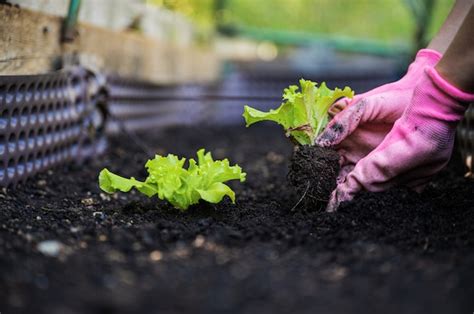Premium Photo Planting Lettuce Seedling