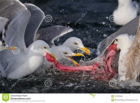 Herring Gull Group Fight For Eat The Fish Stock Photo Image Of