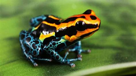 Colorful Amphibians