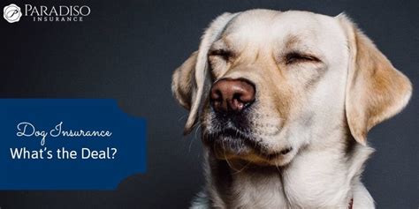 The price of your dog insurance will depend on a number of factors such as the breed, pedigree and age of your dog, as well as where you live and the policy you can dogs have life insurance? Dog Insurance - What's the Deal? | Paradiso Insurance