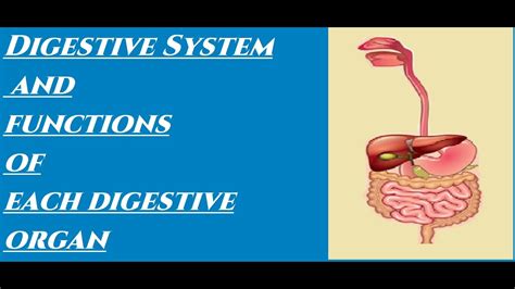 Food safety concerns for infants and toddlers include food allergies, choking and risks for foodborne illness. Digestion, The Digestive system: What happens to the food ...