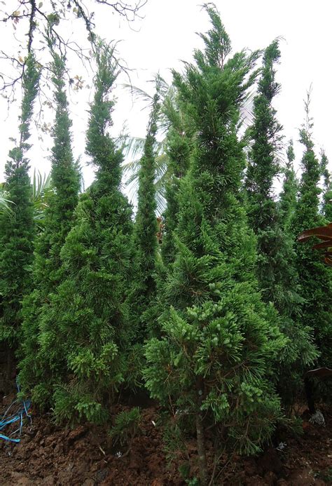 Pohon cemara karena tinggi dan lurus menjadikan pohon cemara sebagai keunikan tersendiri. Gaya Terbaru 74+ Contoh Lukisan Pohon Cemara