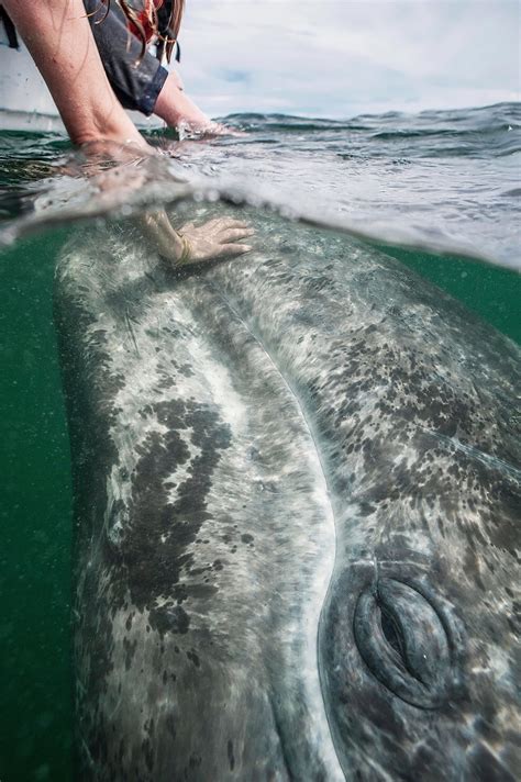 Little Gray Whale Loves When Him Stroked Cute Pic