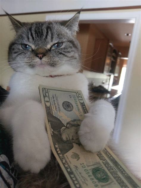 When Your Cat Has More Money Than You