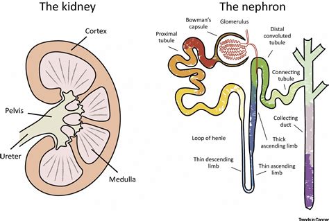 Tracing Renal Cell Carcinomas Back To The Nephron Trends In Cancer