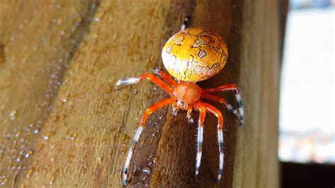 Backyard Birdingand Nature Marbled Orb Weaver Spider Halloween