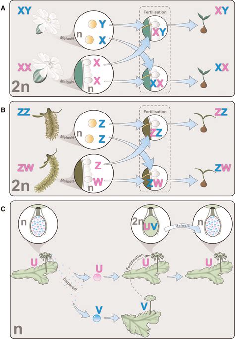 Examples Of Sex Chromosome Systems In Plants A Xy Male
