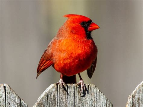 Top 9 Birds With Red Beaks