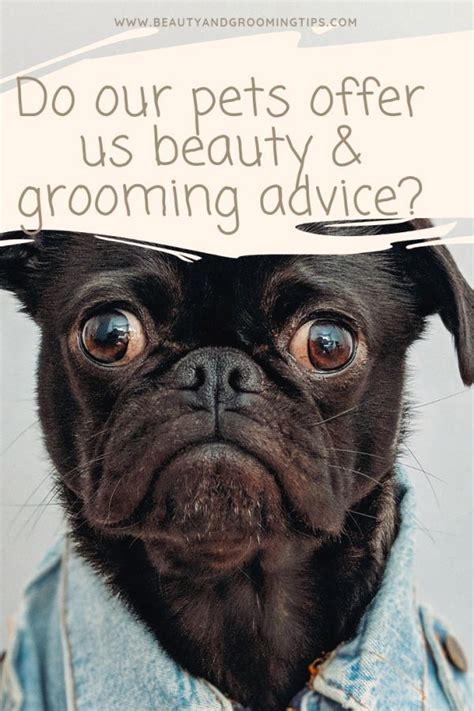 This is common with the breed and only becomes a problem if your pet begins to drool in excessive amounts. Do Our Pets Offer Us Grooming & Beauty Advice? (With ...