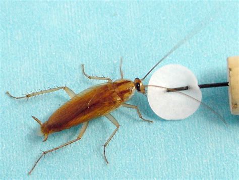 German Cockroach Genome Project Bcm Hgsc