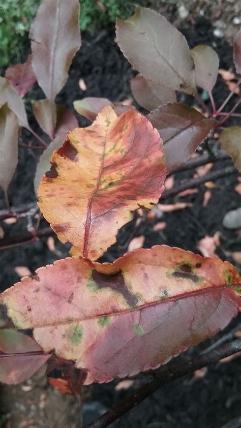 Prairifire Crabapple Tree Leaves Turning Yellow With Brown And Green