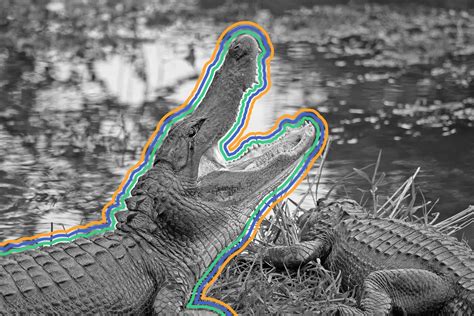 5 Surprising Facts About Floridas Everglades Interesting Facts