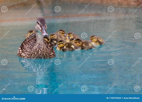 Mother Duck And Her Ducklings In A Swimming Pool Stock Photo Image Of