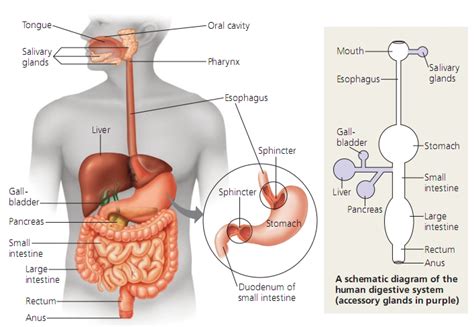Gastritis merupakan panyakit karena gangguan ? Gastritis Merupakan Panyakit Karena Gangguan ? : Penyakit ...