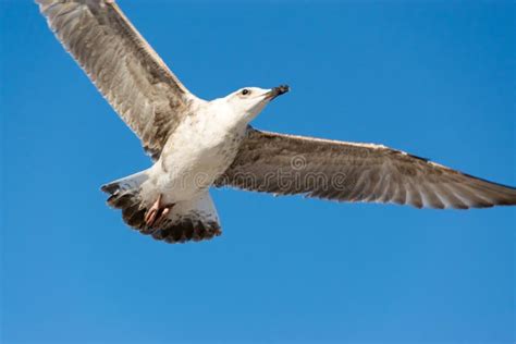 Flying Seagull In The Blue Sky Close Up Stock Photo Image Of Sands