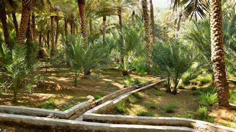 Al Ain Oasis The Uaes First Unesco World Heritage Site Is Now Ope