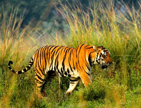 Tiger Safaris In India Best Places To See Tigers In India