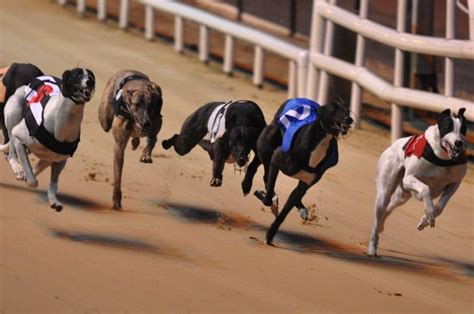 Arizona Finally Ends Greyhound Racing Hundreds Of Retired Dogs Now