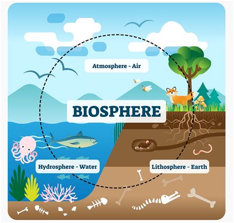 Ls2 5 The Carbon Cycle Photosynthesis And Respiration Biology