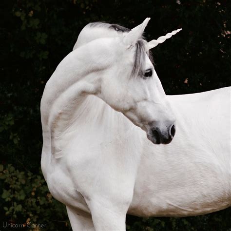 Unicorn Horn For Horse Pony Unicorn Horn Unicorn Browband Etsy
