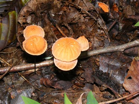 Mushrooms In Virginia All Mushroom Info