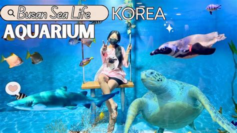 Aquarium In Korea Busan Sea Life Youtube