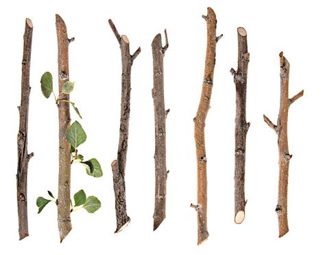 Twig Stock Photos Pictures And Royalty Free Images Istock