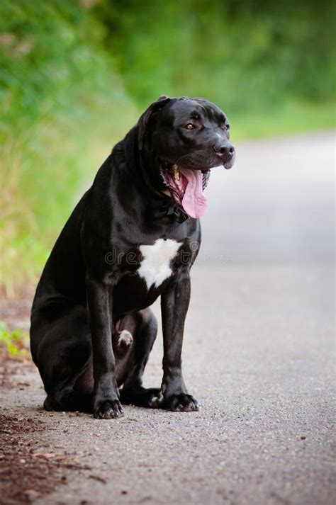 Black Cane Corso Dog Portrait Outdoors Stock Image Image Of Face