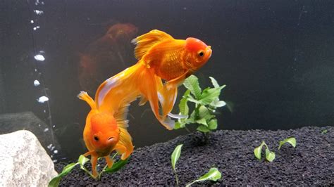 My Goldfish Keep Devouring My Planted Tank Any Suggestions For Plants