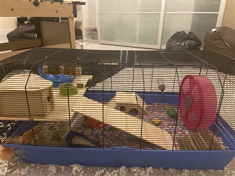 Done With My Alexander Hamster Cage Setup This Is For My Male Winter
