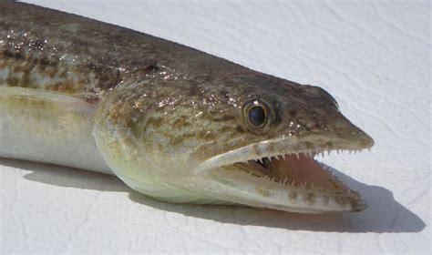 Lizard Fish Wholesale Suppliers And Retailer From Junagadh India Id