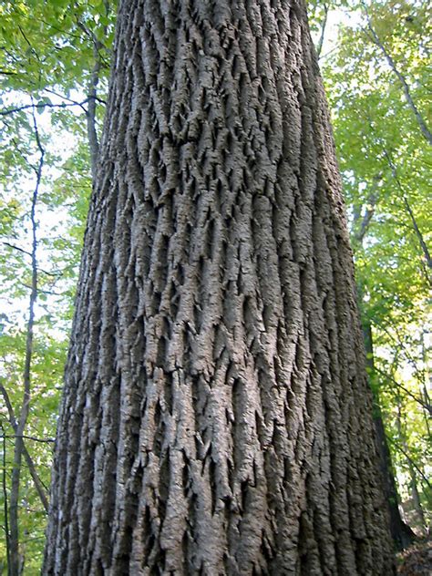 White Ash Trees Of Pennsylvania · Inaturalist